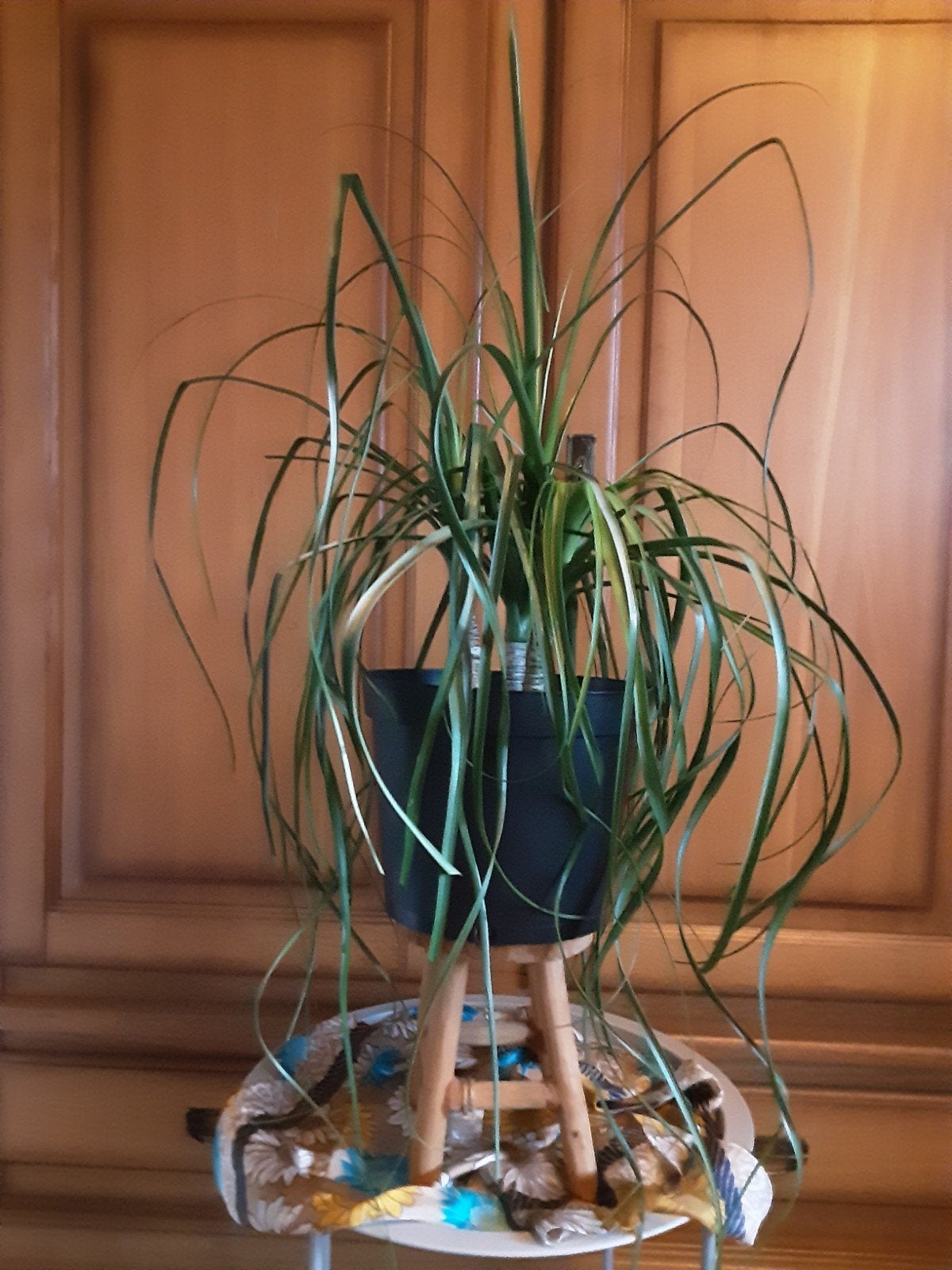 Mooie Dracaena plant - Drakenbloedboom, Ophalen, Overige soorten, Halfschaduw, In pot
