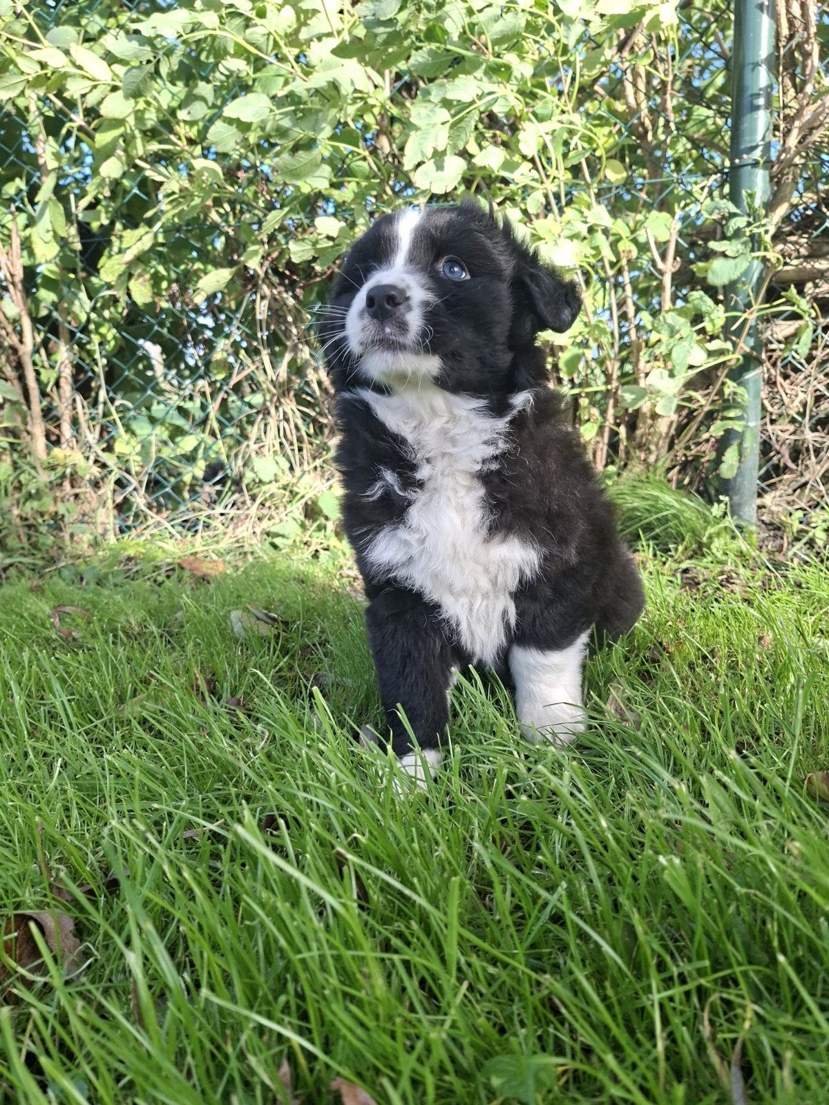 Prachtige Australian Shepherd pups, Nederland, 8 tot 15 weken, Meerdere, Meerdere dieren