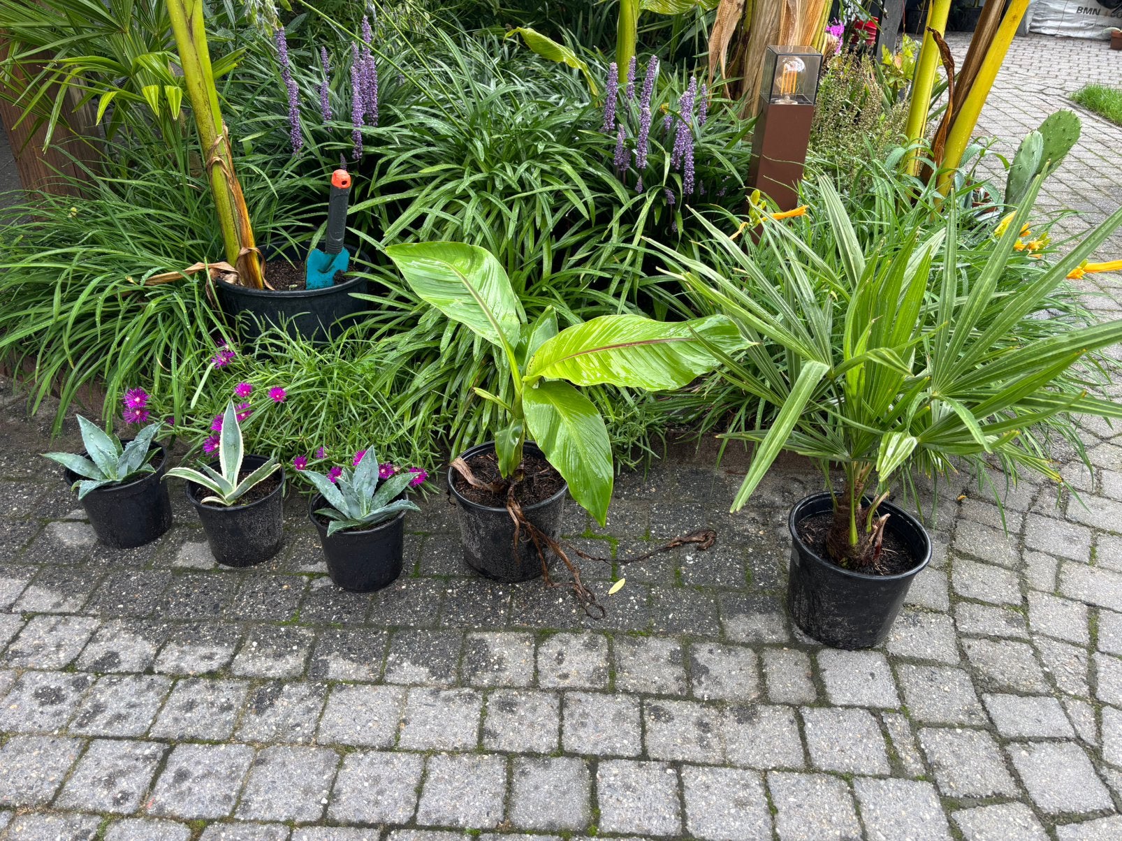 Mooie combinaties exoten ook uit te breiden met cactus, Ophalen, Overige soorten, Volle zon