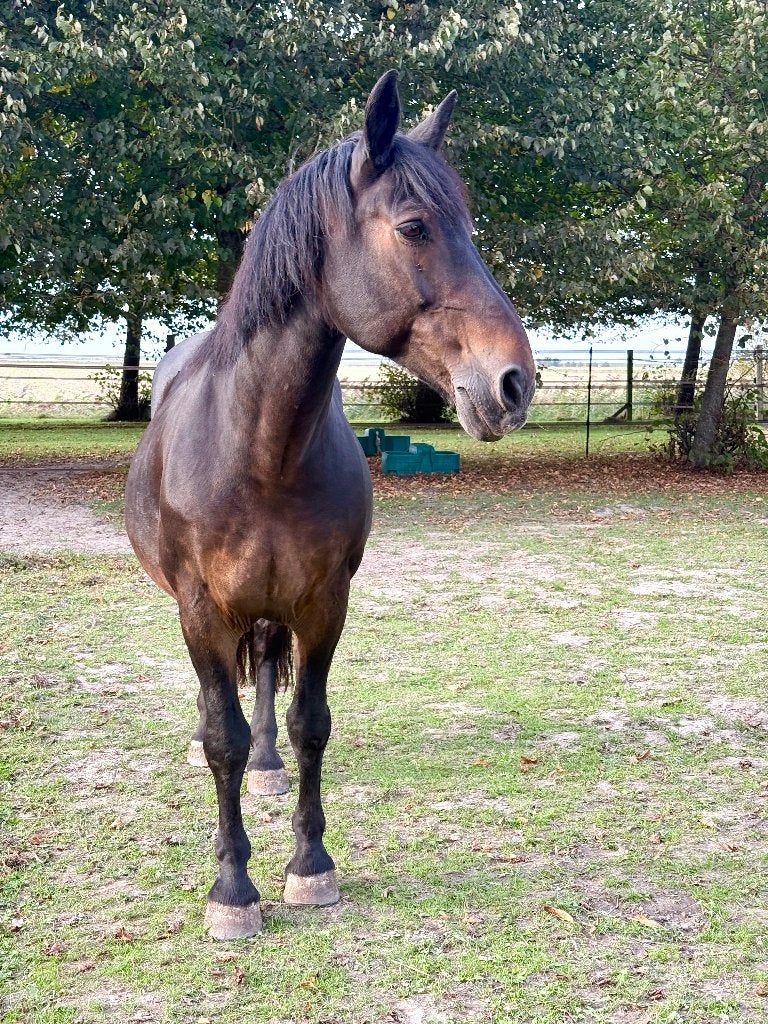 Betrouwbaar en nuchter Groninger gezinspaard (19 jr, 168 cm), Dieren en Toebehoren, Ruin, 11 jaar of ouder, Met stamboom, B