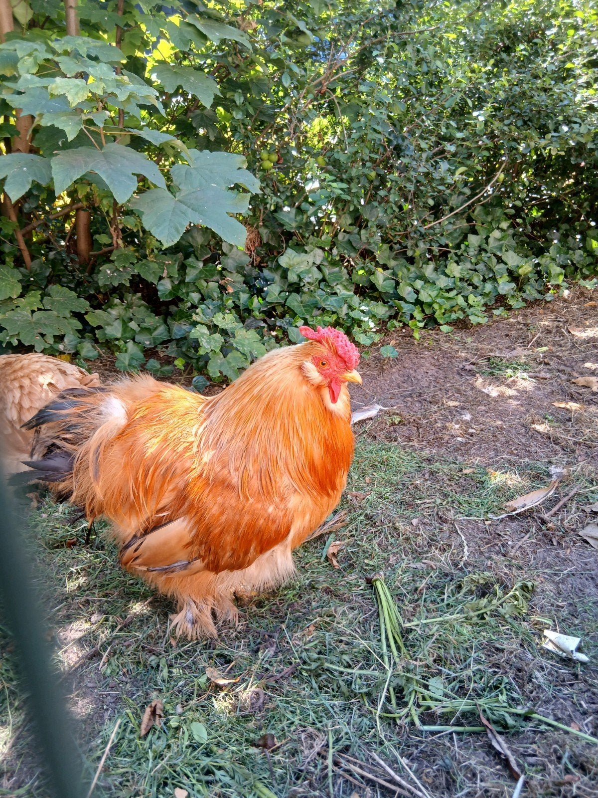 haan, Dieren en Toebehoren, Pluimvee, Mannelijk, Kip