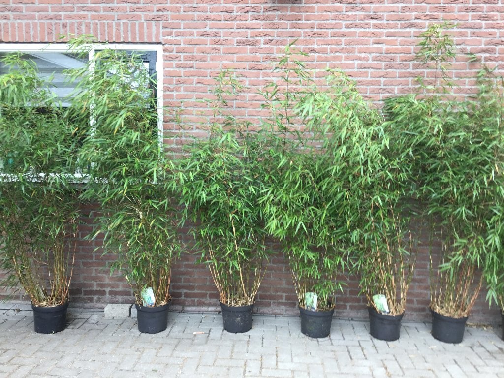 Niet woekerende bamboe: Fargesia Scabrida ( Asian Wonder ), Tuin en Terras, Planten | Struiken en Hagen, Ophalen, Bamboe, Haag