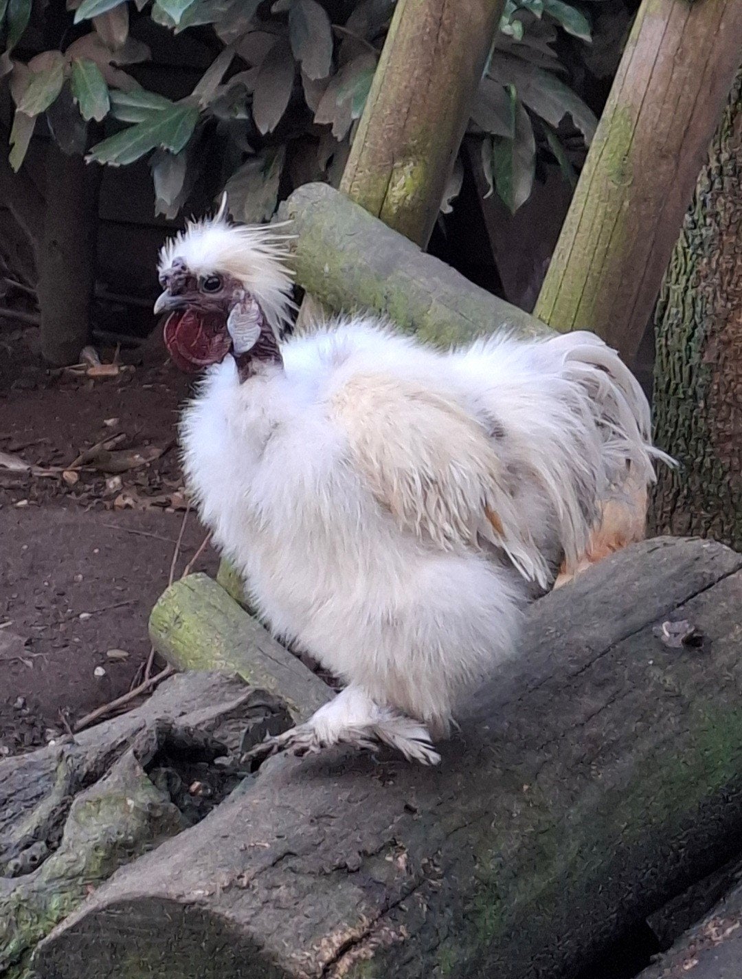 Naakthals zijdehoender / Showgirl hanen te koop, Dieren en Toebehoren, Mannelijk, Kip
