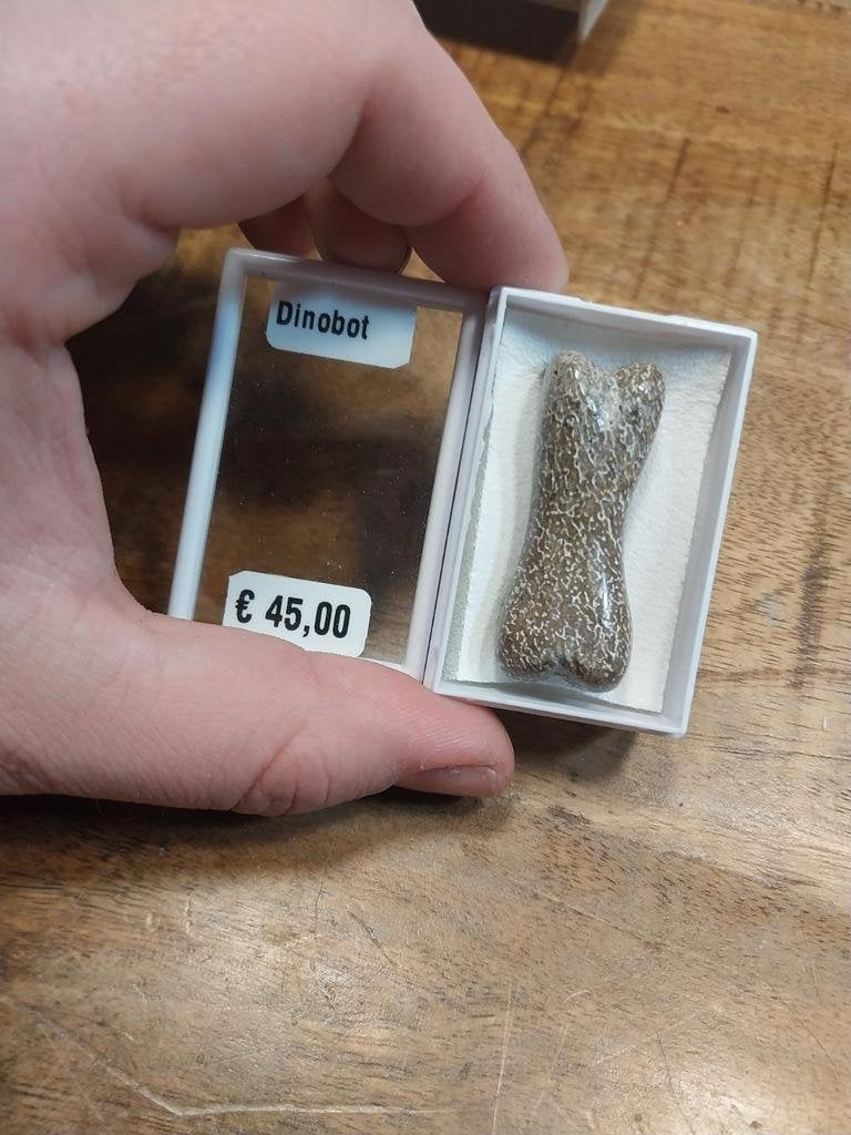 Geslepen en gepolijst stuk dinosaurus bot, Ophalen of Verzenden