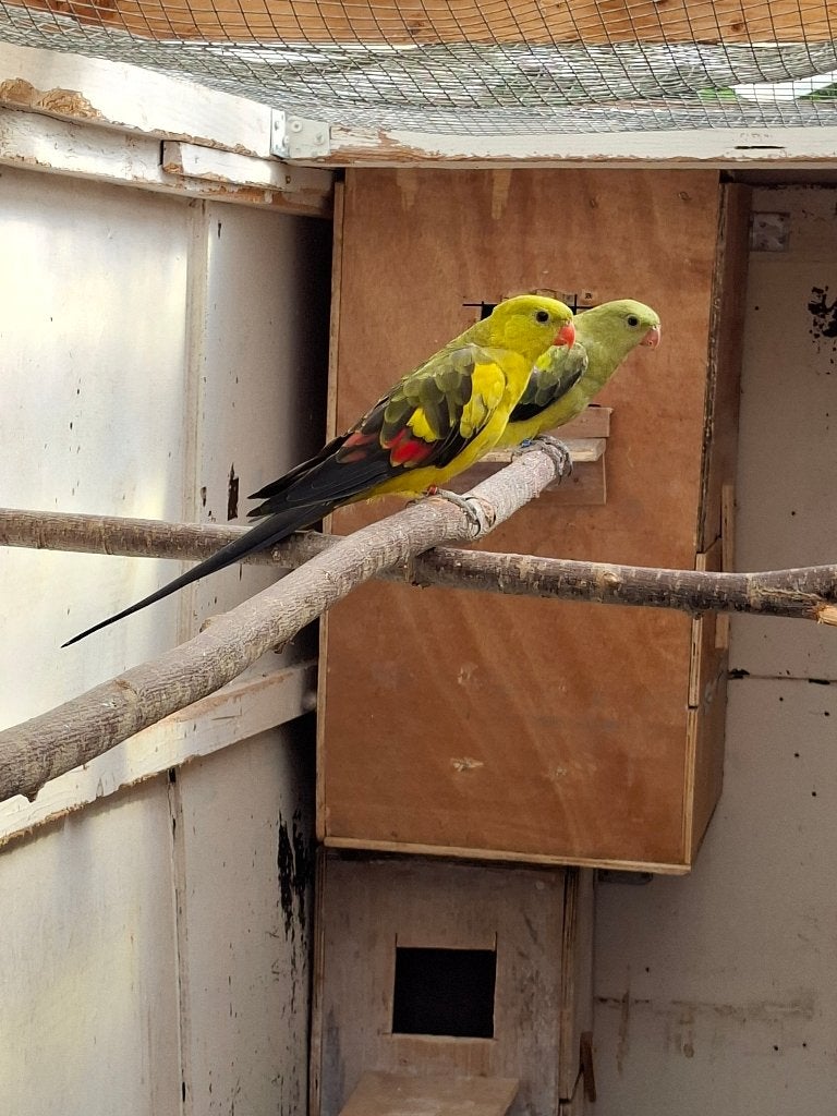 Koppel bergparkieten, Meerdere dieren, Parkiet, Geringd