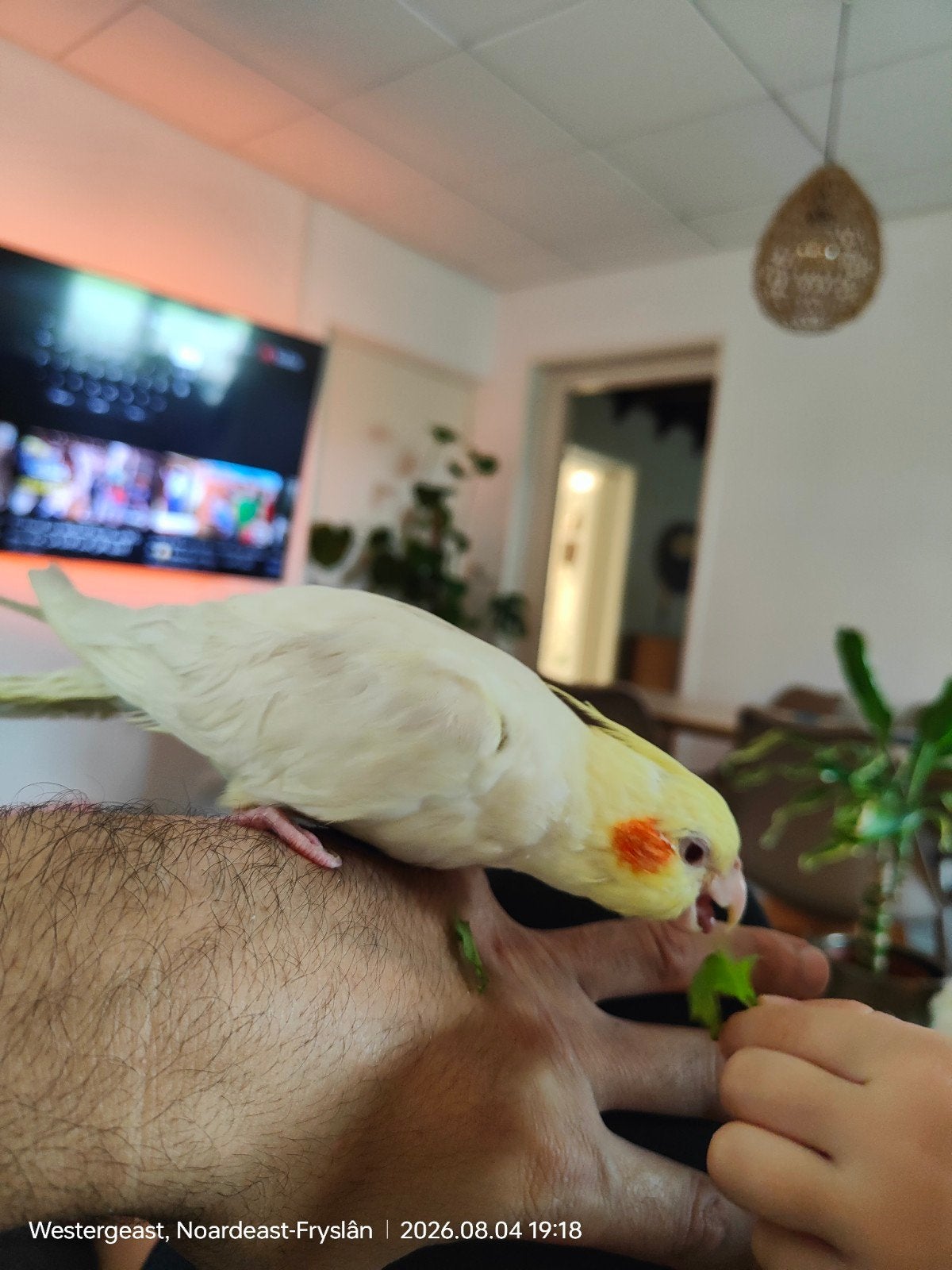 hand tam valkparkiet, Dieren en Toebehoren, Geslacht onbekend, Parkiet, Tam