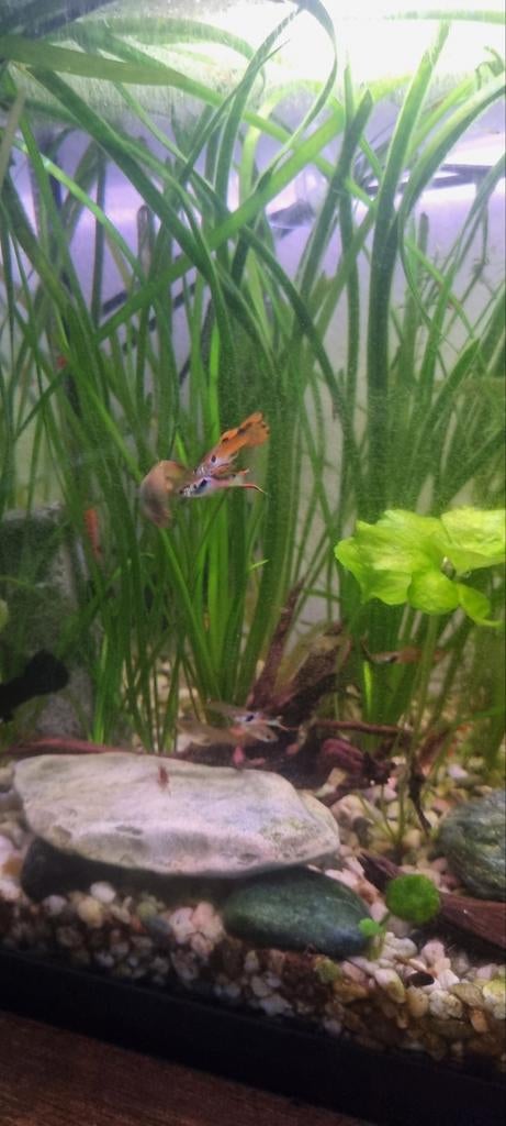 Guppen, gratis afhalen, Ophalen, Gevuld zoetwateraquarium