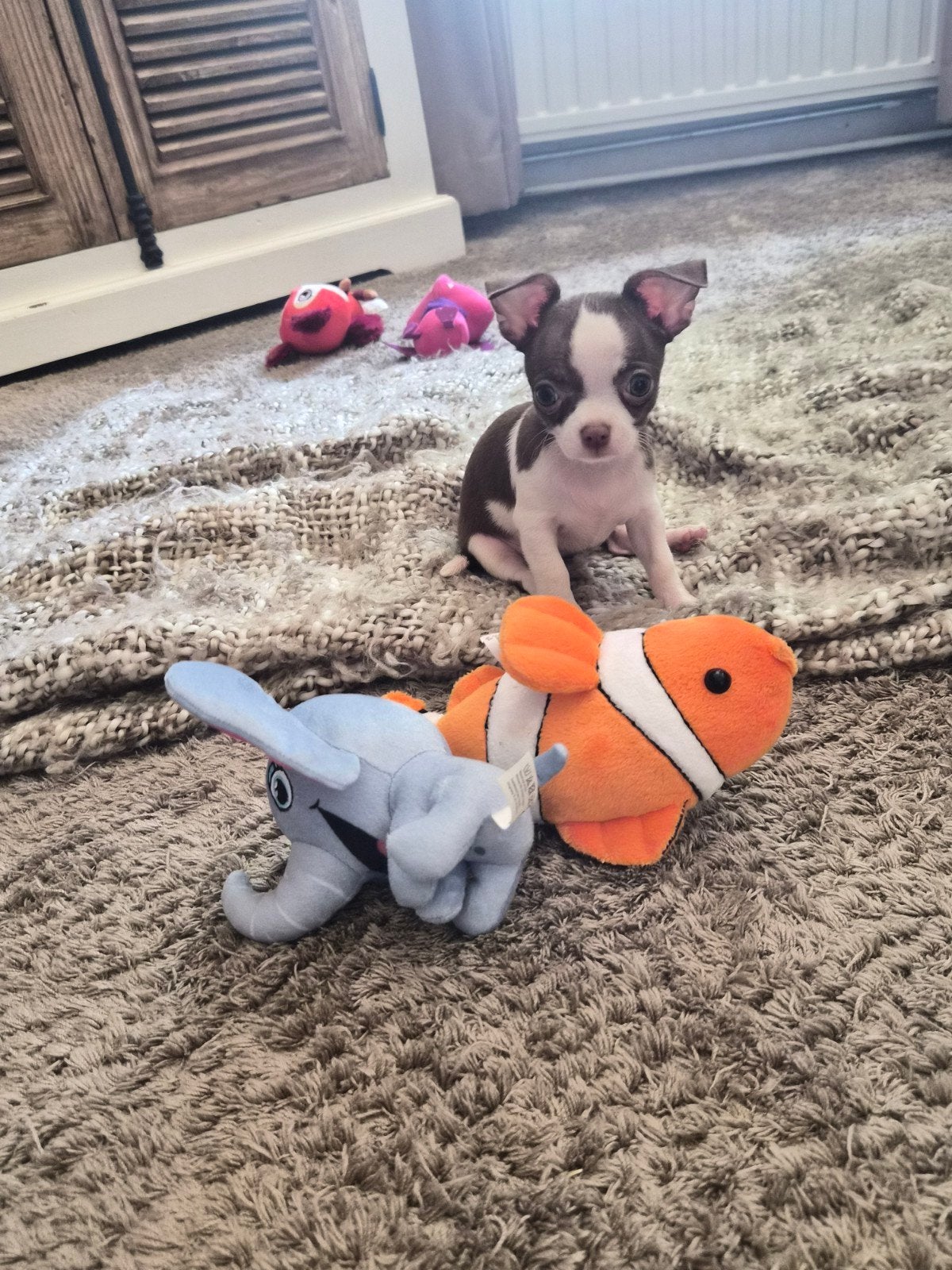 Super leuke chihuahua puppies, Dieren en Toebehoren, Parvo, 8 tot 15 weken, Meerdere, Meerdere dieren