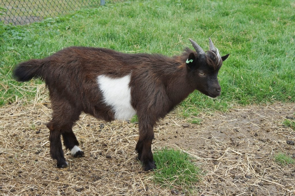 Landgeiten (bokjes), Dieren en Toebehoren, Mannelijk, Geit, 0 tot 2 jaar