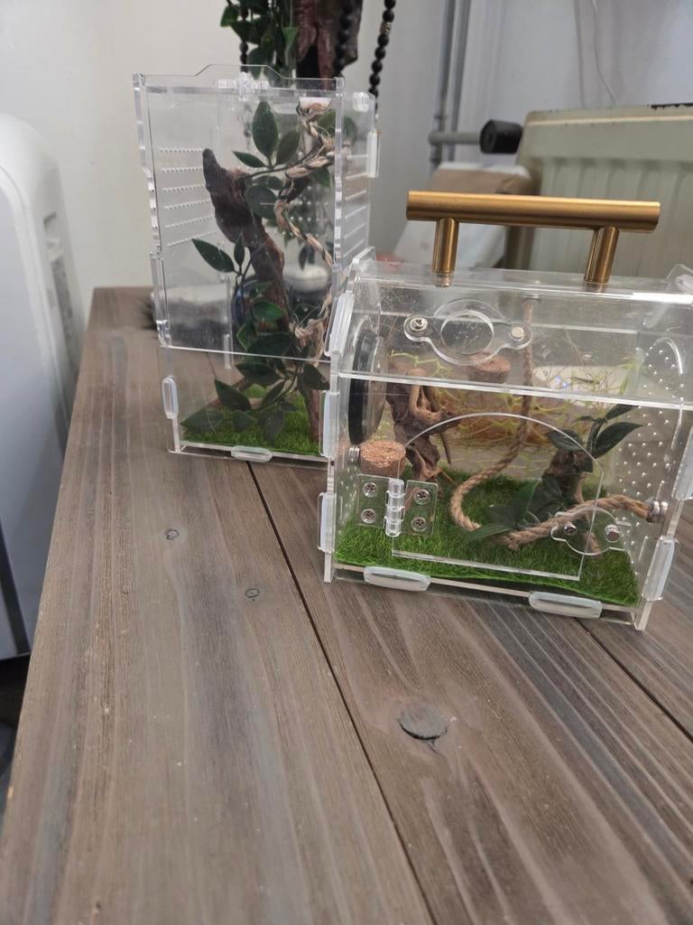 Springspin terrariumpje, Dieren en Toebehoren, Insecten en Spinnen, Spin of Schorpioen