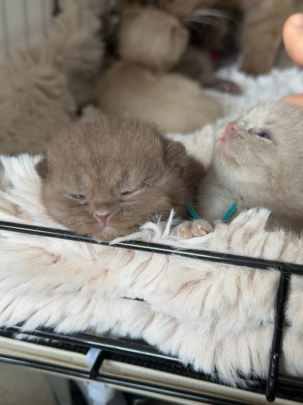 British Shorthair Cinnamon + Chocolate + Fawn, Dieren en Toebehoren, Katten en Kittens | Raskatten | Korthaar, Poes, Met stamboom