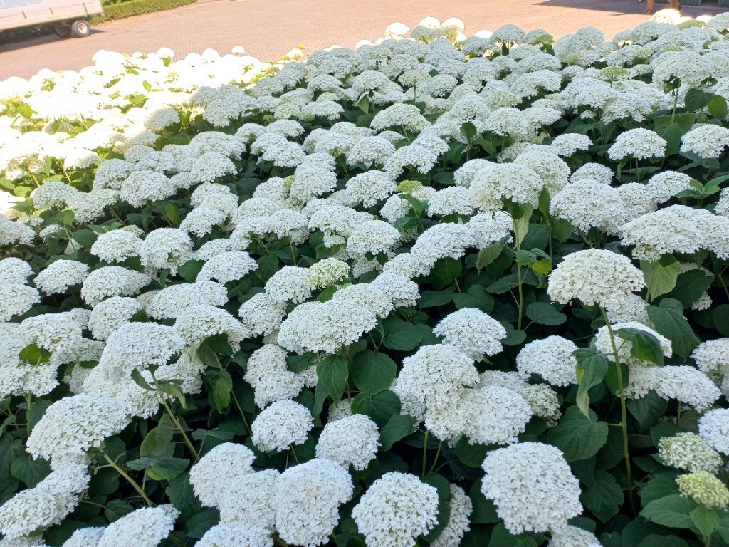Hortensia strong annabelle, Vaste plant, Halfschaduw, Zomer, Ophalen