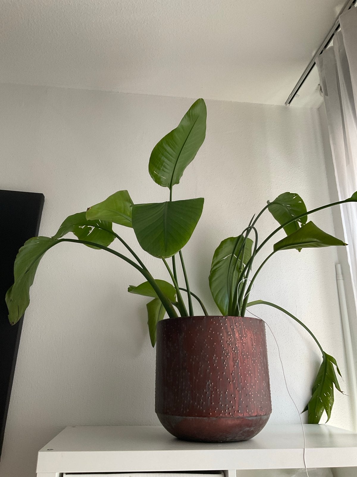 Strelitzia Nicolai - Paradijsvogelplant, Ophalen, 100 tot 150 cm, Overige soorten, In pot
