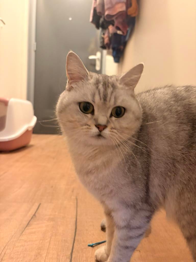 Britse korthaar poes, Dieren en Toebehoren, Poes, Ontwormd, 0 tot 2 jaar