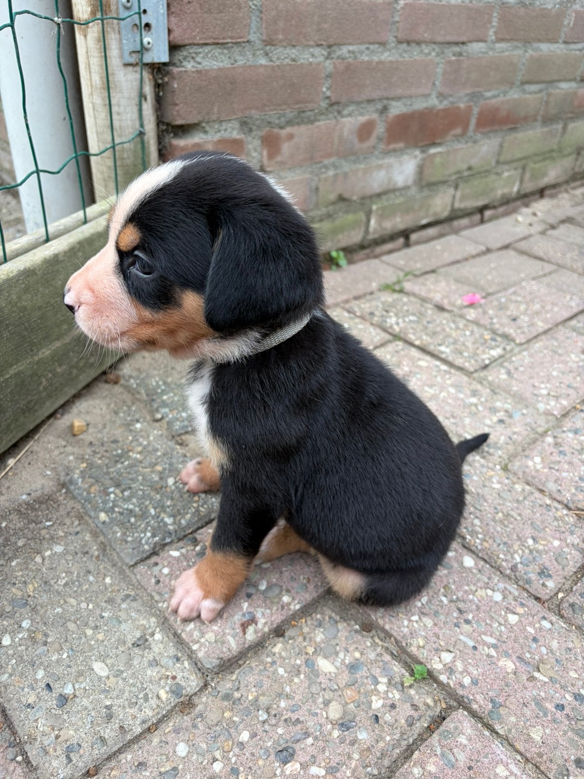 Lieve  grote Zwitserse sennenhond pups 1 teefjes over, Dieren en Toebehoren, Parvo, Meerdere, Meerdere dieren, Nederland