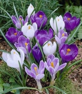 150 krokussenbollen €15,-, Tuin en Terras, Ophalen of Verzenden, Najaar, Volle zon, Bloembol