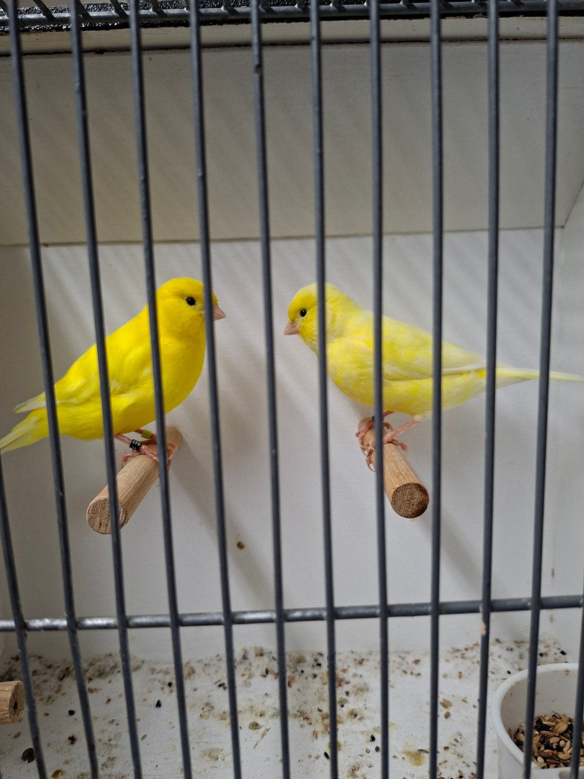 gele kanaries, Dieren en Toebehoren, Meerdere dieren, Kleurkanarie