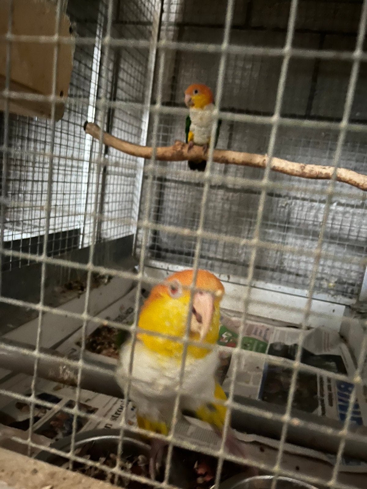 Roestkop caique, Dieren en Toebehoren, Vogels | Parkieten en Papegaaien, Meerdere dieren, Papegaai, Geringd