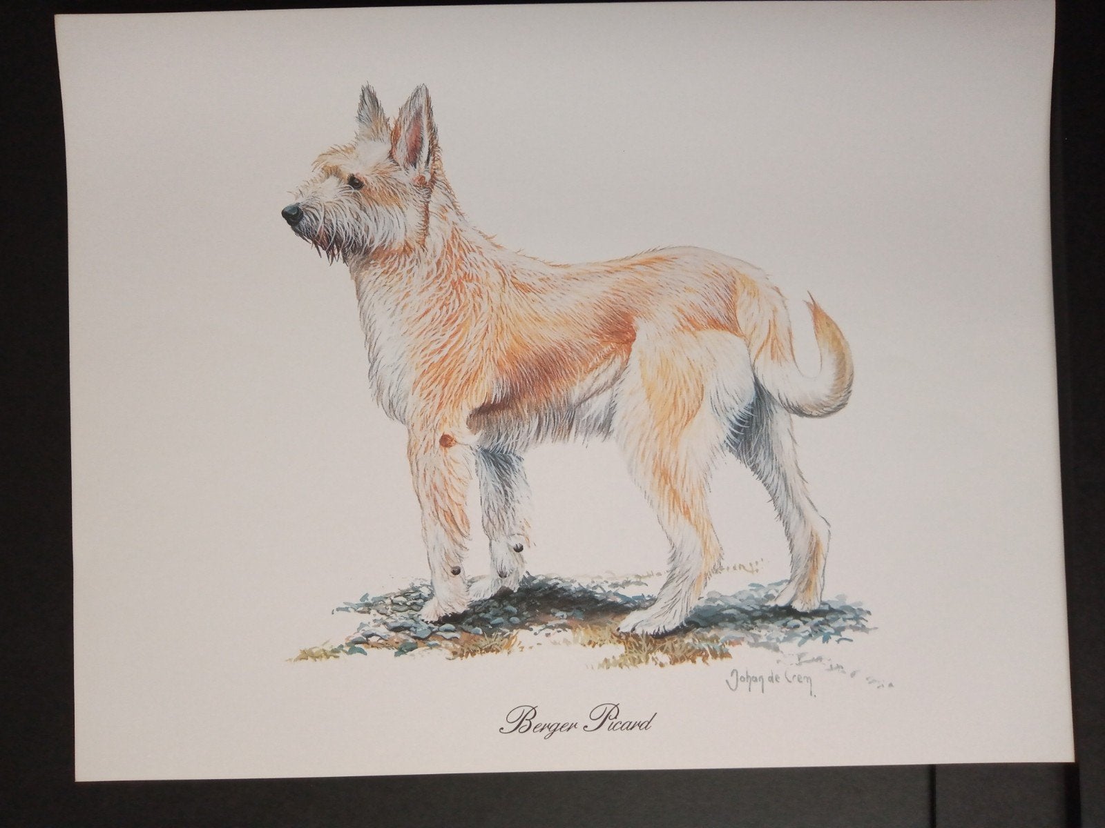 Picardische Herdershond - kunstprent  - Johan de Crem tekenr, Verzenden, 1980 tot heden, Zo goed als nieuw, Dier