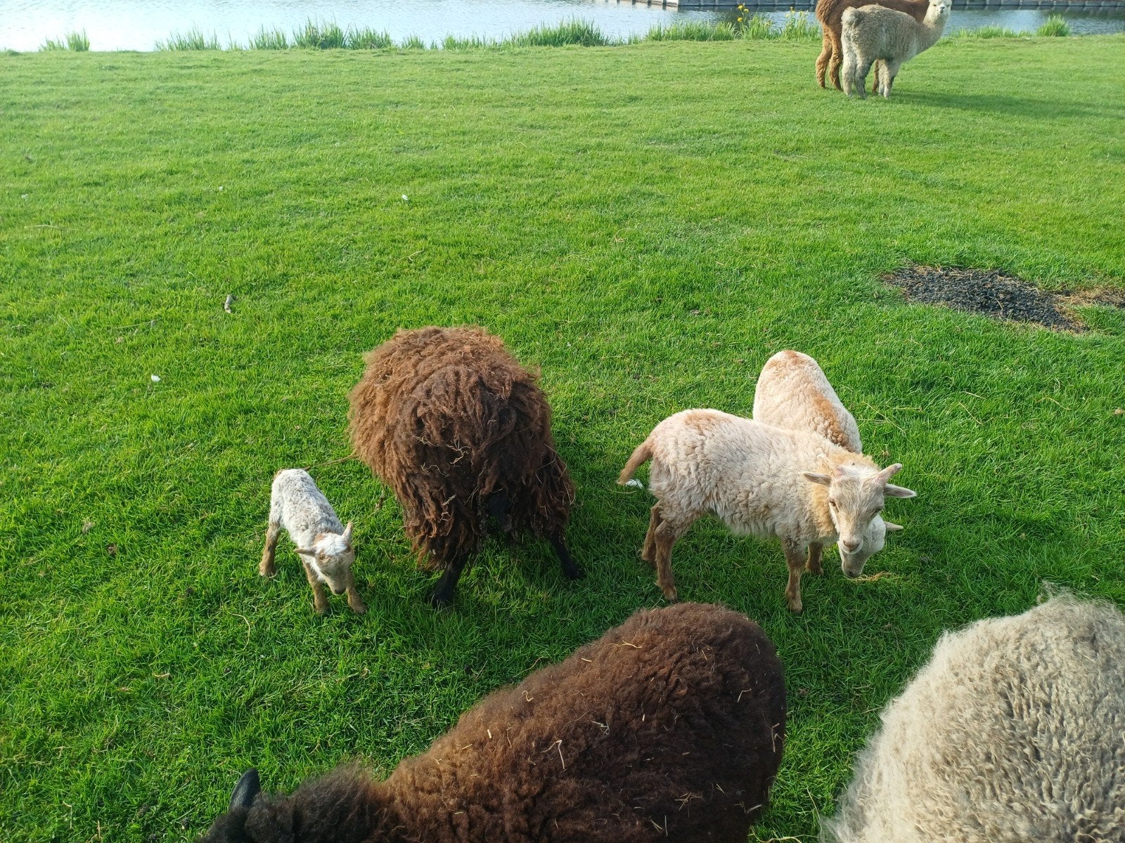 Ouessant schapen, Dieren en Toebehoren, Vrouwelijk, Schaap