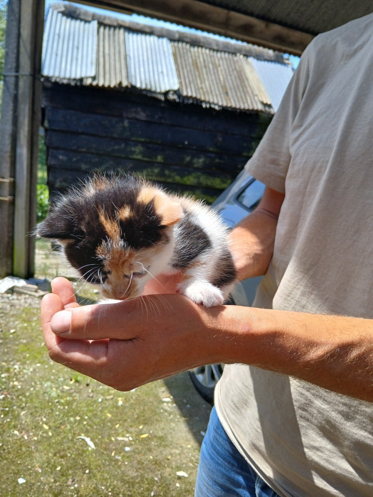 Jonge poesjes kittens, Poes