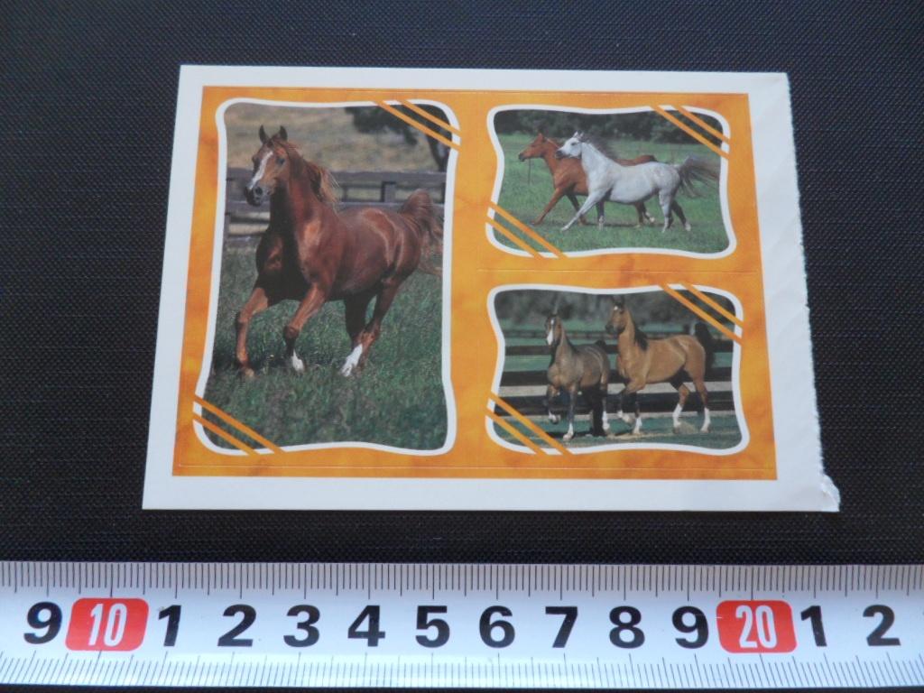 sticker set paard paarden GD060, Ophalen, Zo goed als nieuw