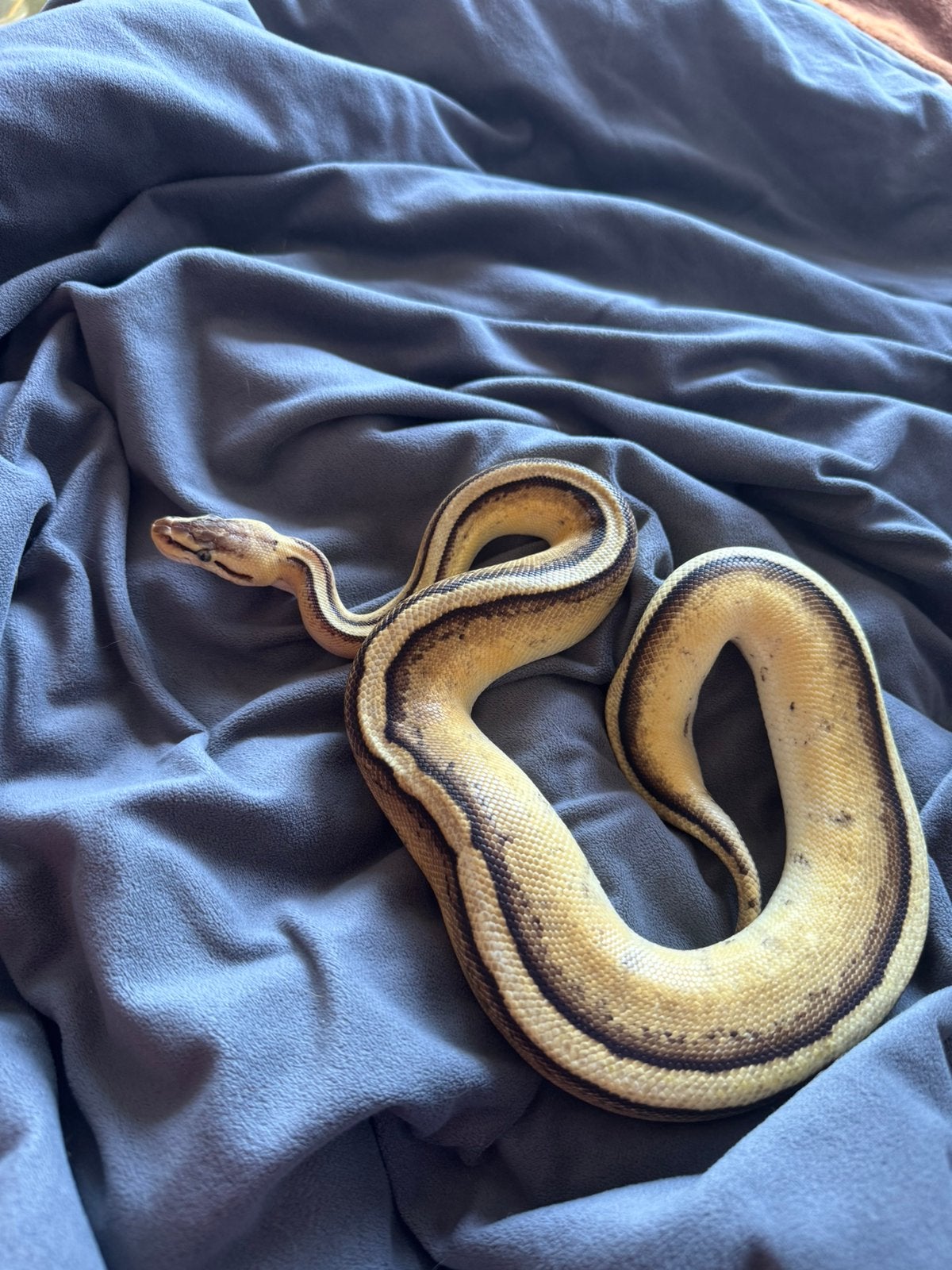 Highway ballpython ( koningspython) Ball Python photo 2