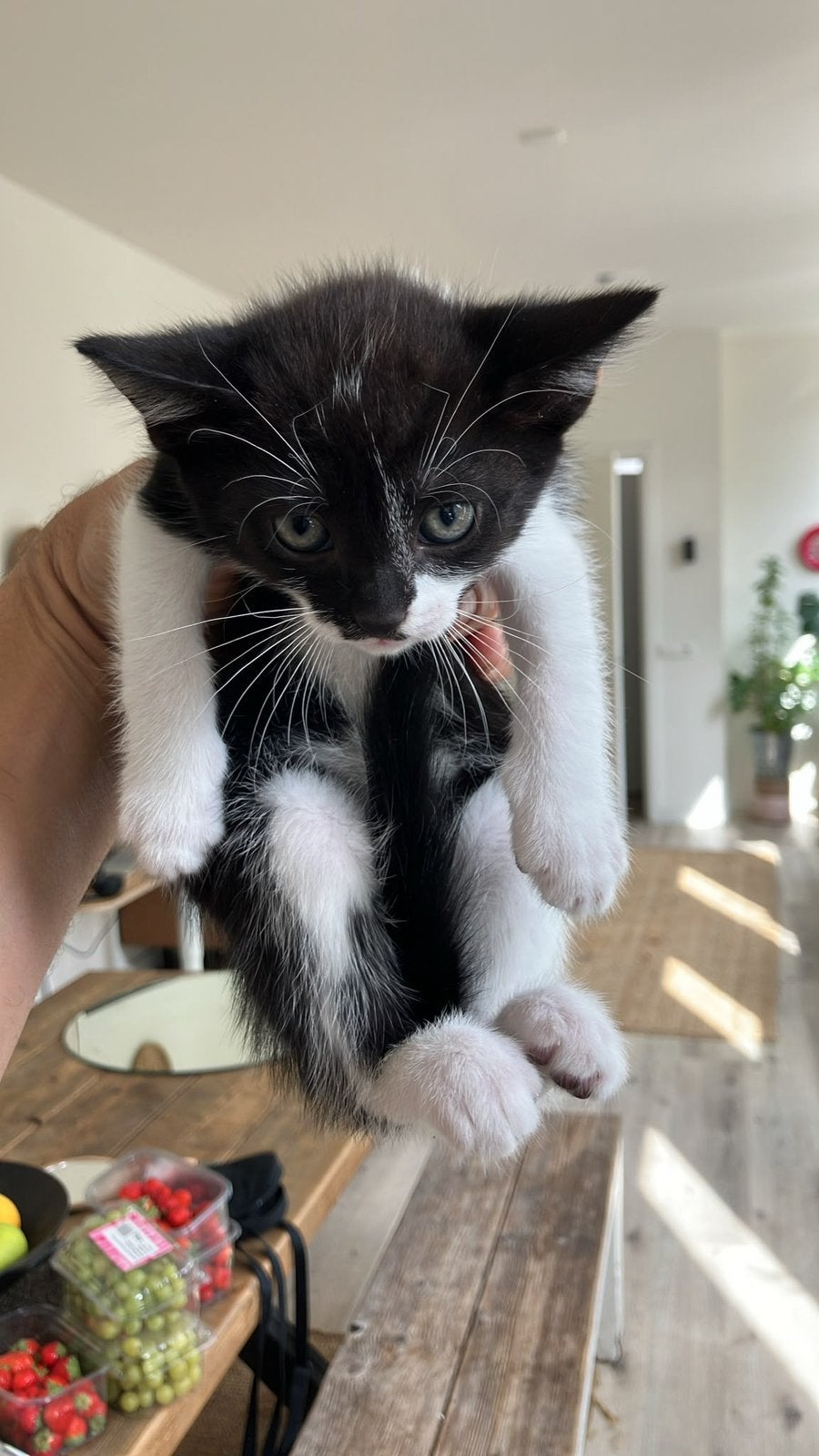 20 € kittens each, Meerdere dieren