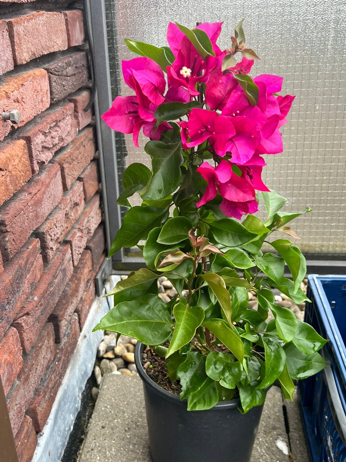 Bougainville plantjes  donkerroze, Tuin en Terras, Ophalen of Verzenden, Vaste plant, Groenteplanten, Volle zon