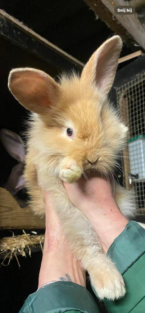 Unieke REUZEN leeuwenkop!, Dieren en Toebehoren, Konijnen, Meerdere dieren, Groot