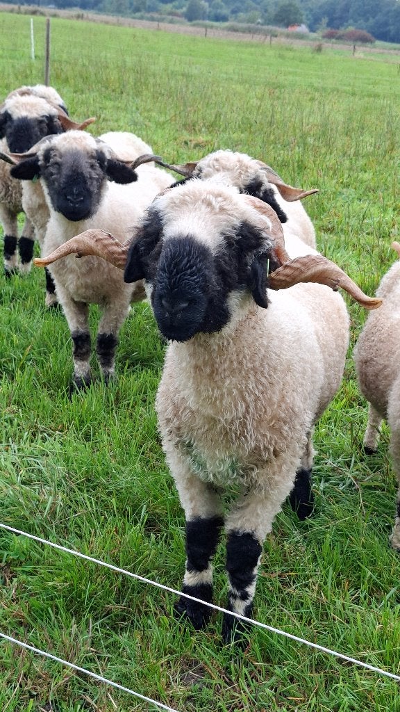 walliser schwarznase ram ARR/ARR, ja+, Mannelijk, Schaap, 0 tot 2 jaar