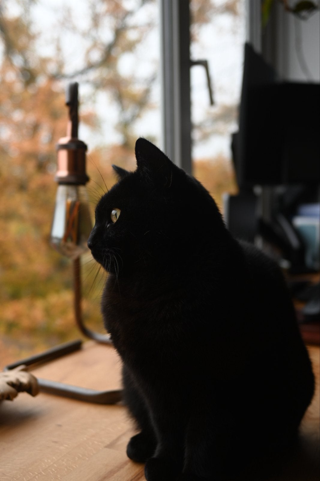 Poes Mango - 2,5 jaar oud, Poes, Kortharig, 0 tot 2 jaar