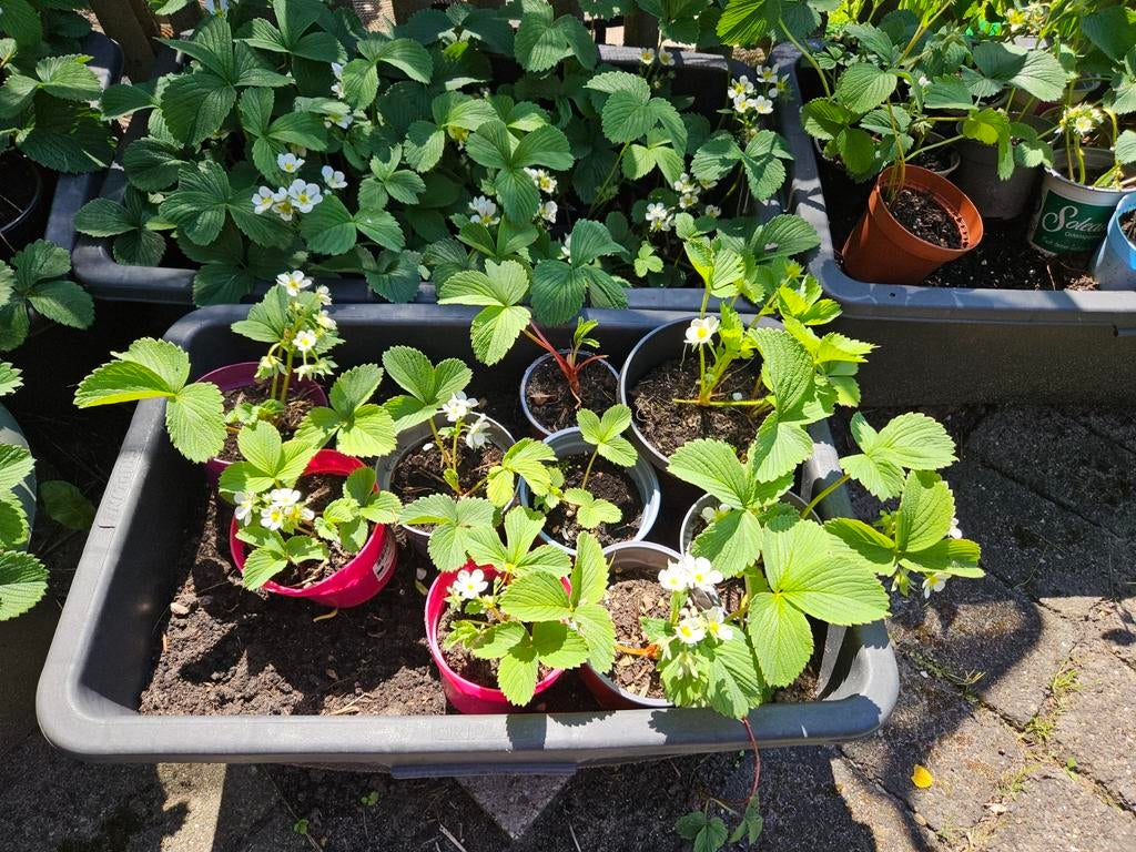 Mooie gezonde aardbeienplantjes 🍓🍓🍓, Tuin en Terras, Ophalen, Volle zon, Vaste plant, Fruitplanten