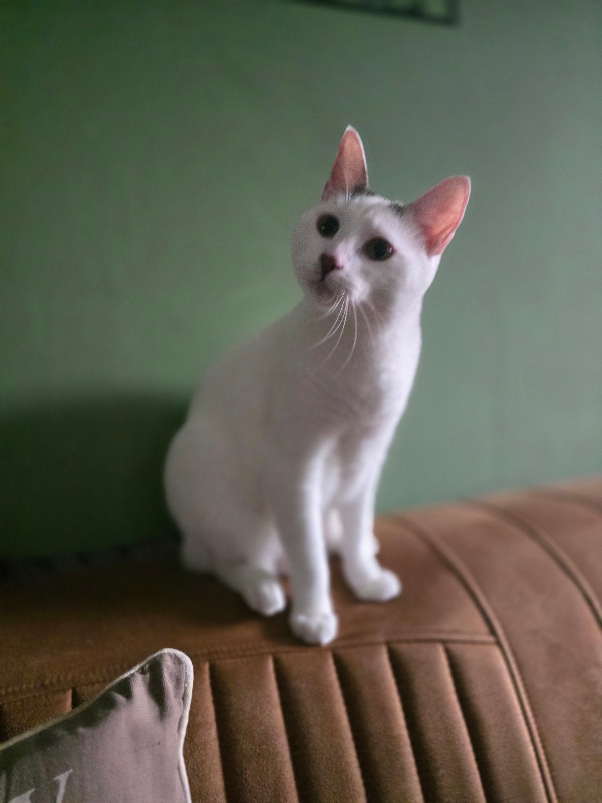 zoekt een huisje Wie kan ons helpen?, Dieren en Toebehoren, Poes, 0 tot 2 jaar