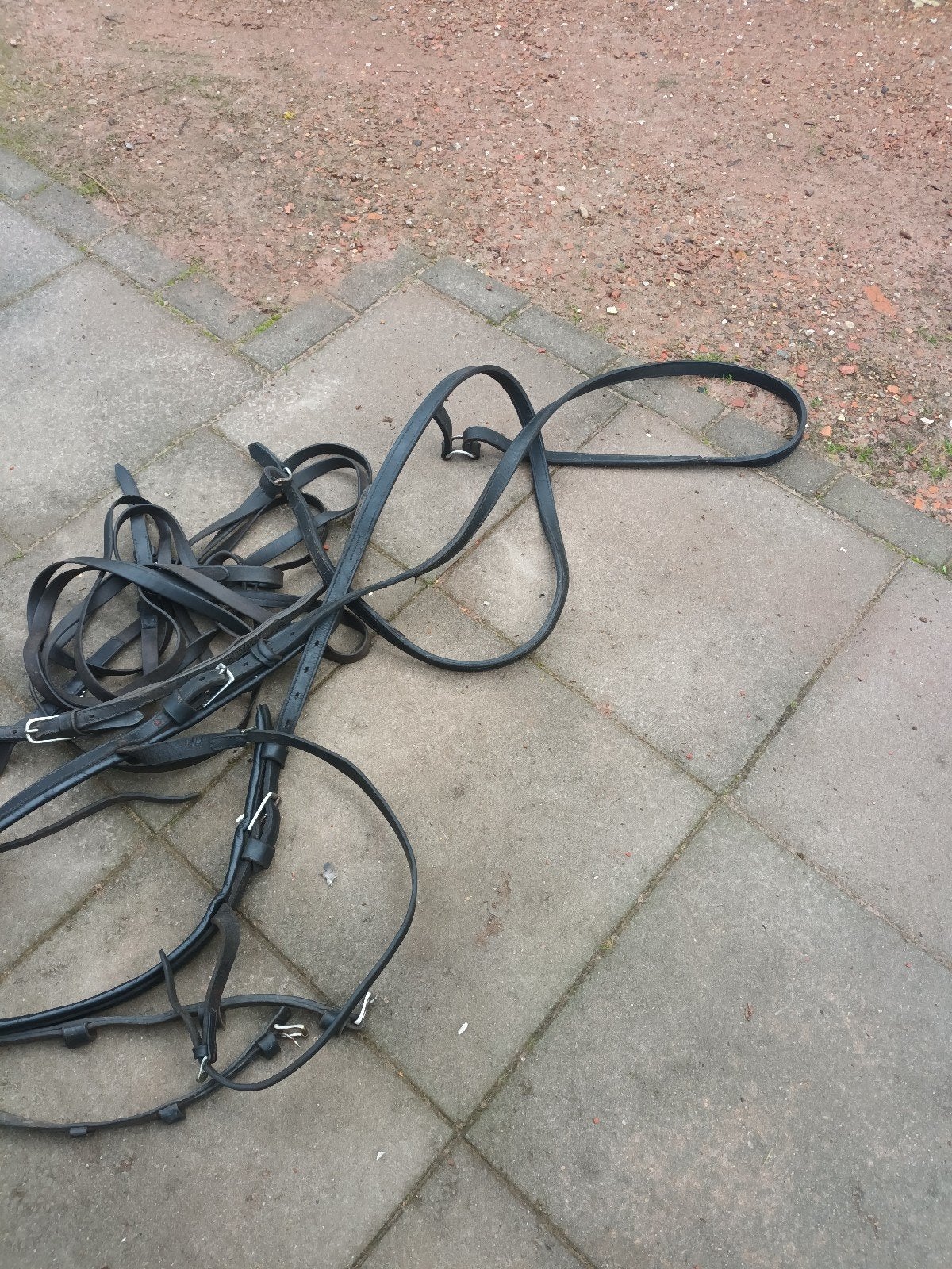 te koop, Dieren en Toebehoren, Ophalen of Verzenden