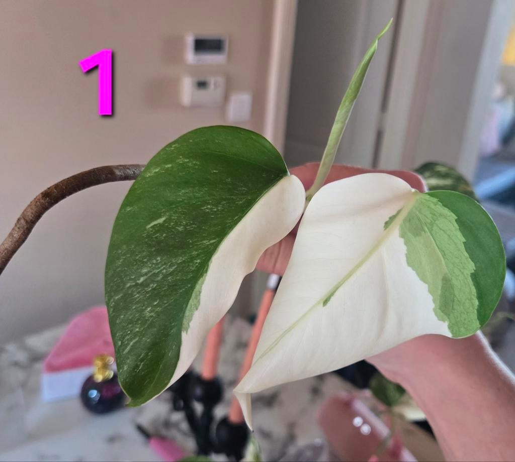 Monstera albo variegata stekken, Huis en Inrichting, Kamerplanten, Ophalen of Verzenden, Halfschaduw, Minder dan 100 cm