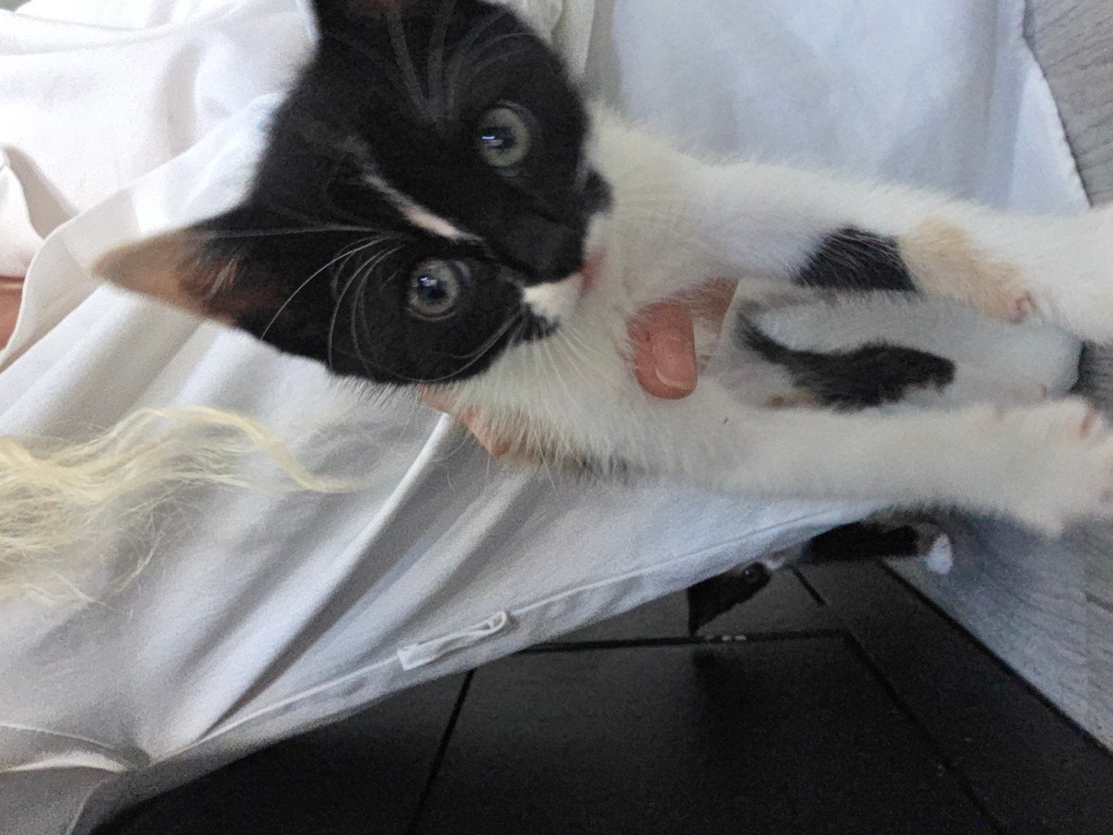 Kittens, Meerdere dieren