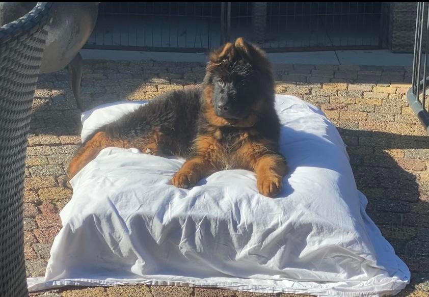Duitse herder DIEGO VOM BORNIGER-DREIECK ter dekking, Dieren en Toebehoren, Reu, Parvo, Eén hond, 3 tot 5 jaar