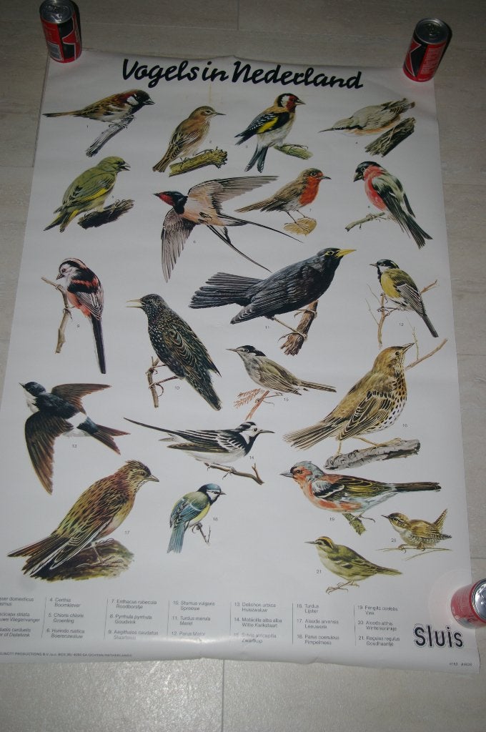 Poster met vogels in Nederland. Uitgave van Sluis., Ophalen of Verzenden, Nieuw, Overige typen