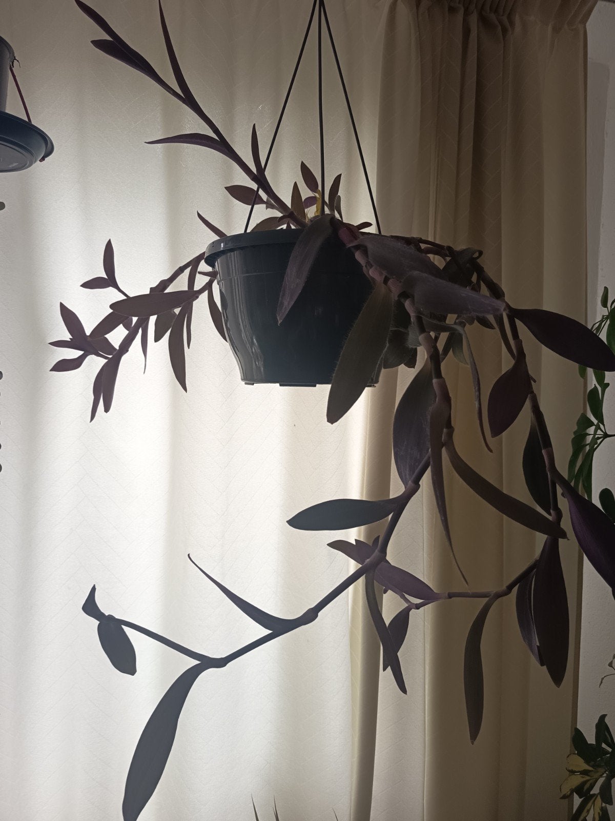 Paarse hangplant in pot - Zacht en decoratief, Overige soorten, In pot, Minder dan 100 cm, Groene kamerplant