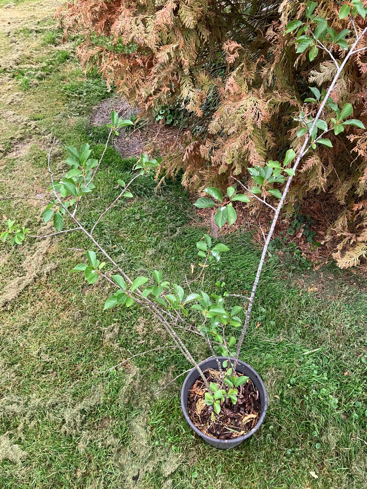 wilde kersenboom (Prunus avium), Tuin en Terras, Ophalen, Minder dan 100 cm, Overige soorten