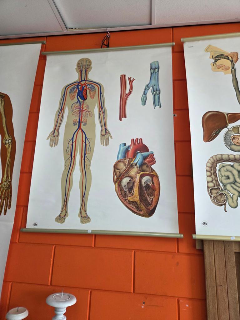 Wandplaten medisch, Ophalen of Verzenden, Natuur en Biologie
