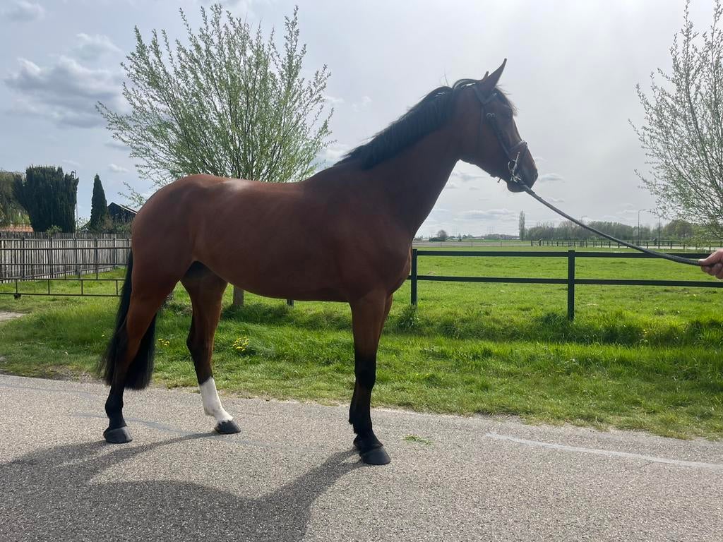 4 jarige Douglas zadelmak, Merrie, Springpaard, Met stamboom, Zadelmak