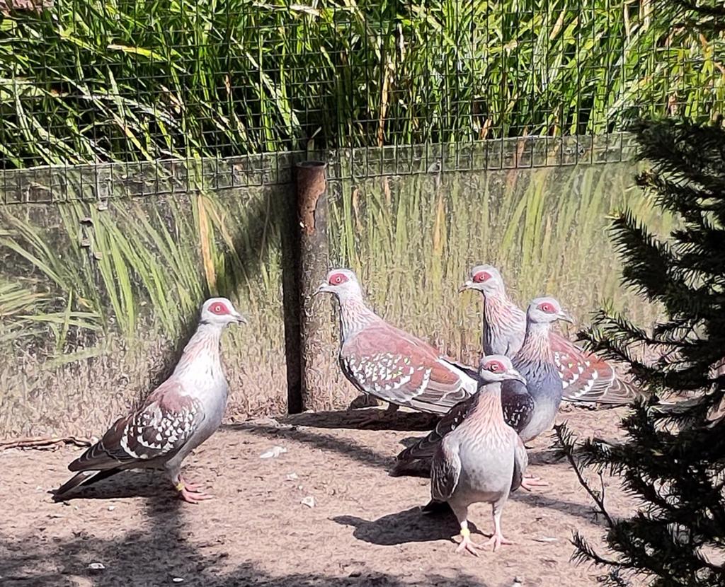 Guinea duiven, Dieren en Toebehoren, Vogels | Duiven, Mannelijk, Overige soorten
