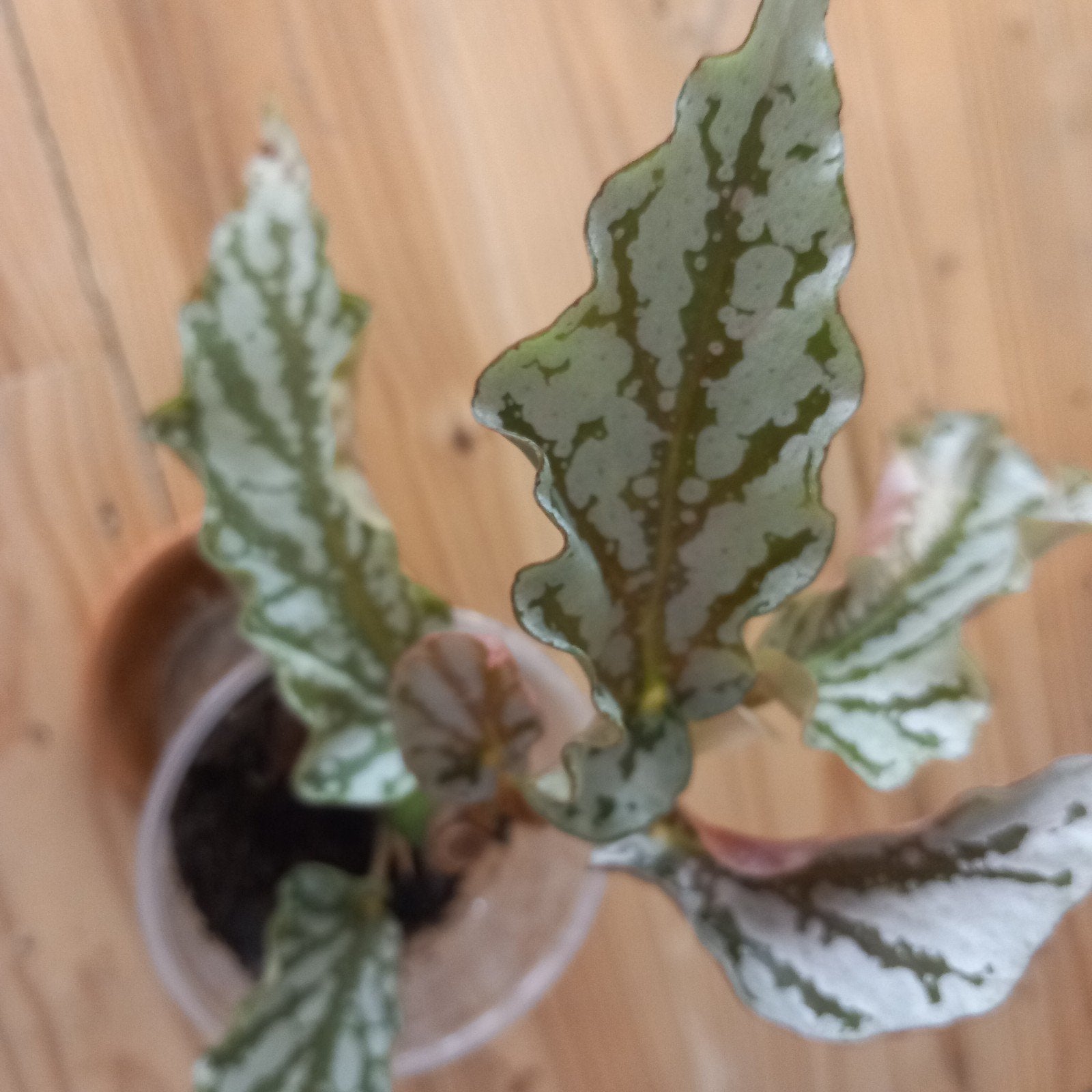 begonia avalanche stek nr 54, Ophalen of Verzenden, Halfschaduw, Minder dan 100 cm