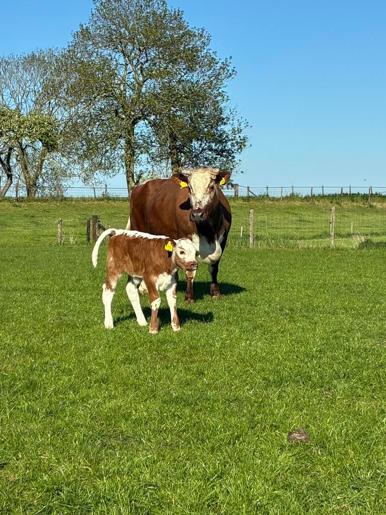 Ruggeling span te koop, Dieren en Toebehoren, Runderen, Meerdere dieren