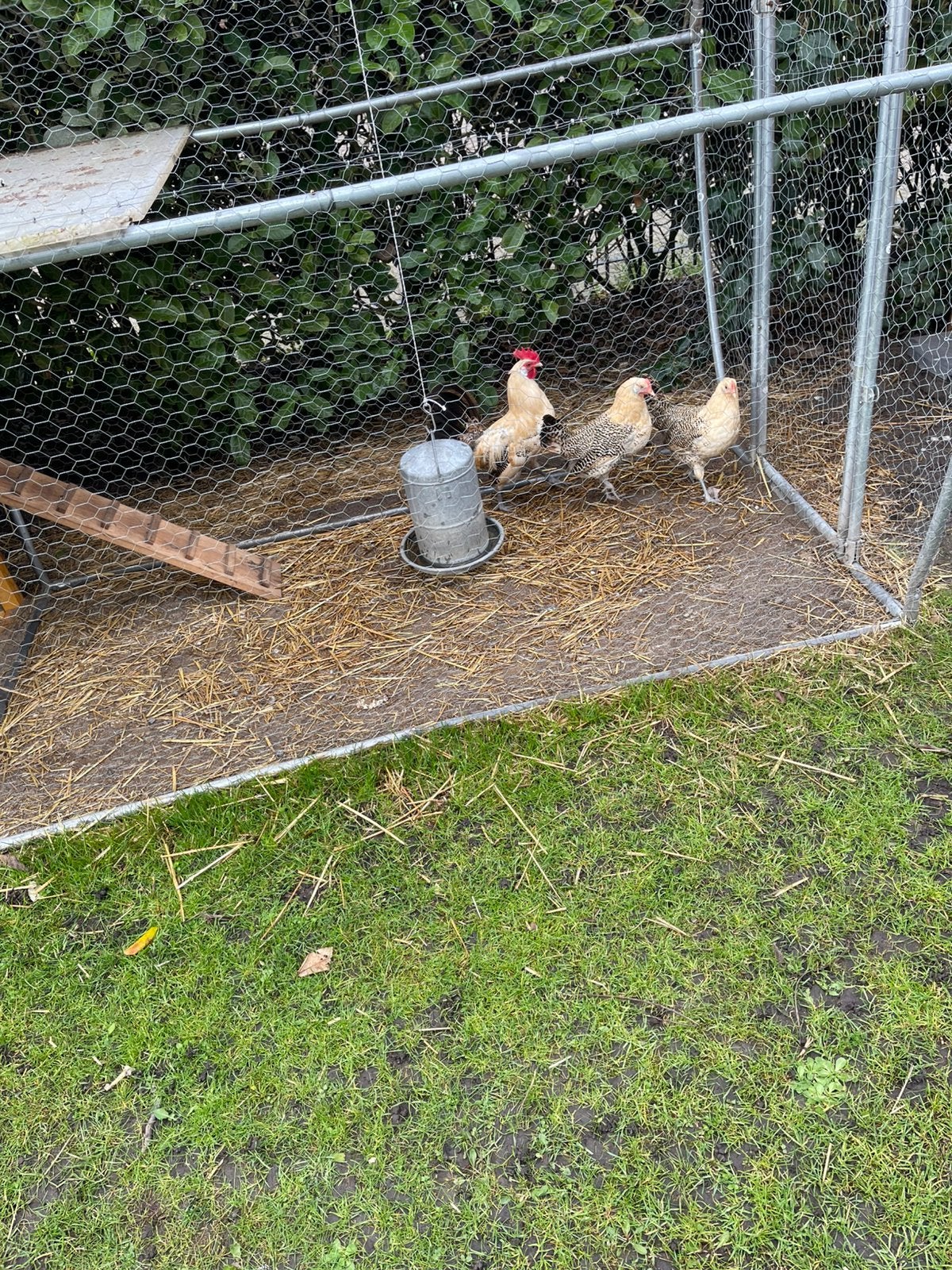 Te koop friese hoen groot diverse kleurslagen, Meerdere dieren, Kip