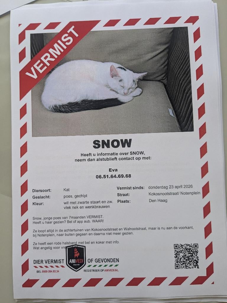 Kitten wit 7mnd, Poes, Kortharig, 0 tot 2 jaar