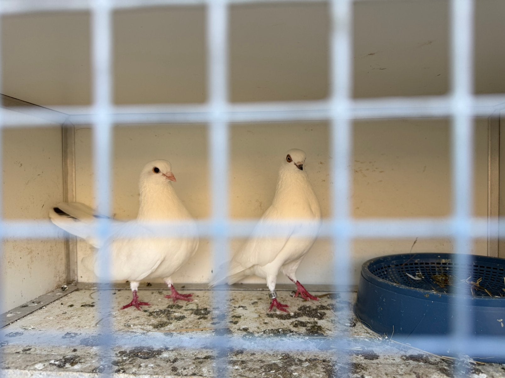 Hoogvlieger Duiven, Meerdere dieren