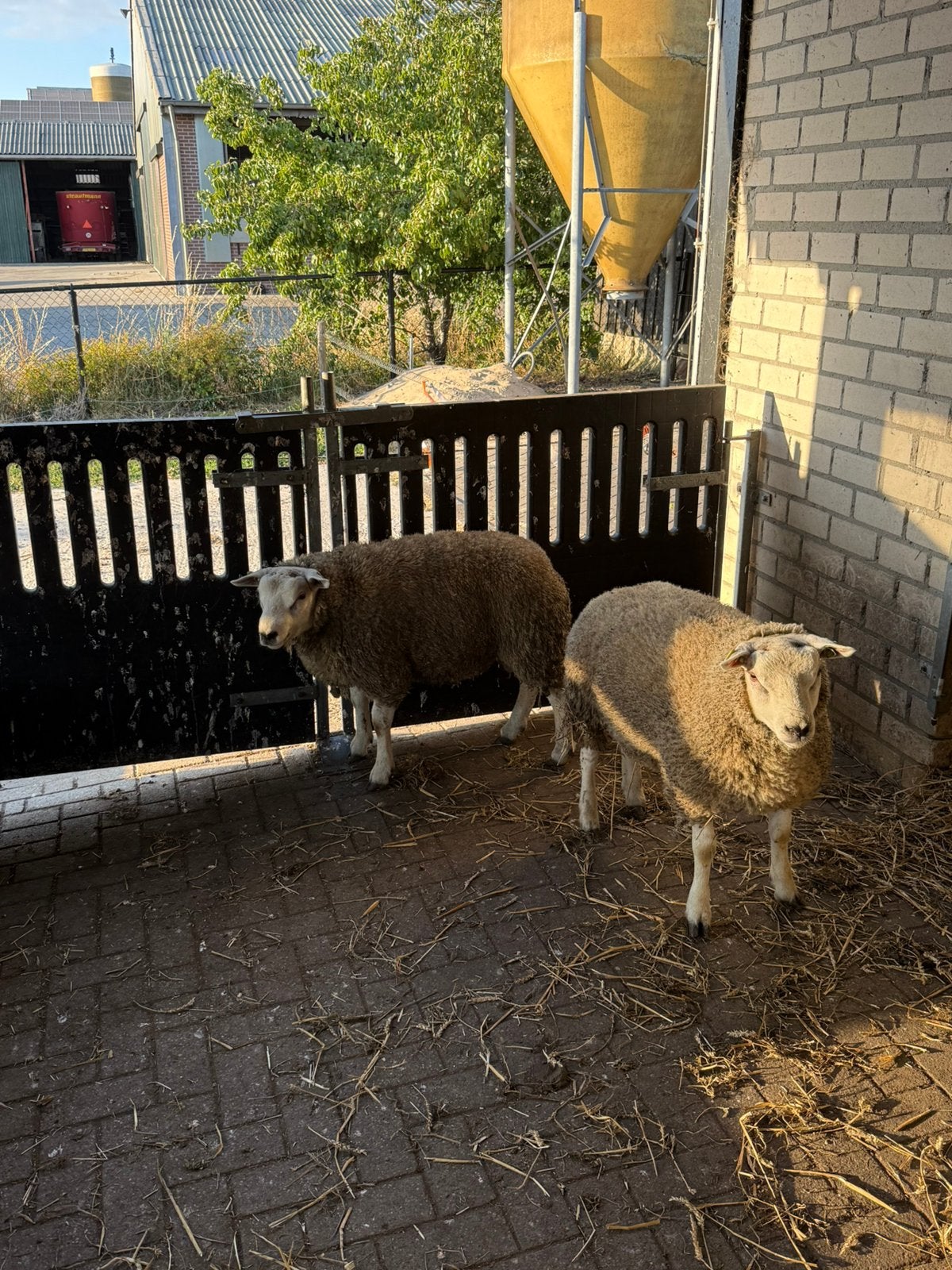 Texelaar Dekrammen, Dieren en Toebehoren, Mannelijk, Schaap, 0 tot 2 jaar